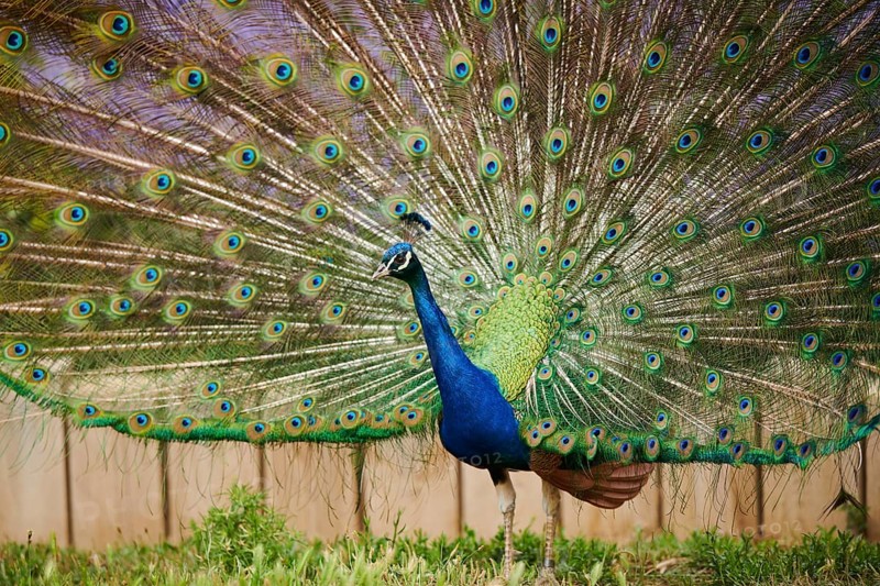 Indian peafowl (Pavo cristatus) doing a cartwheel, spreading its feathers, eyes, France, Europe