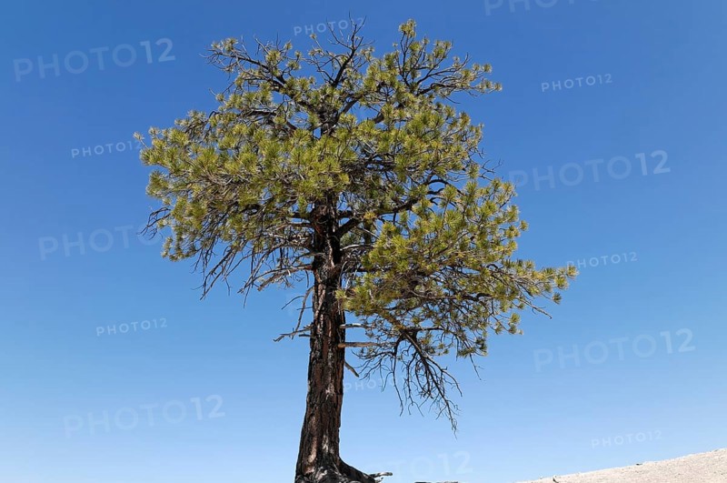 Tree at the canyon rim, Bryce Canyon National Park, Utah, USA, North America