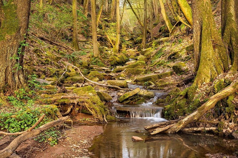Forest landscape, a stream in the Margarethenschlucht (Margaret Gorge) in the Odenwald in spring. Golden hour, the evening sun is shining. Neckargerach district, Baden-Wuerttemberg, Germany, Europe