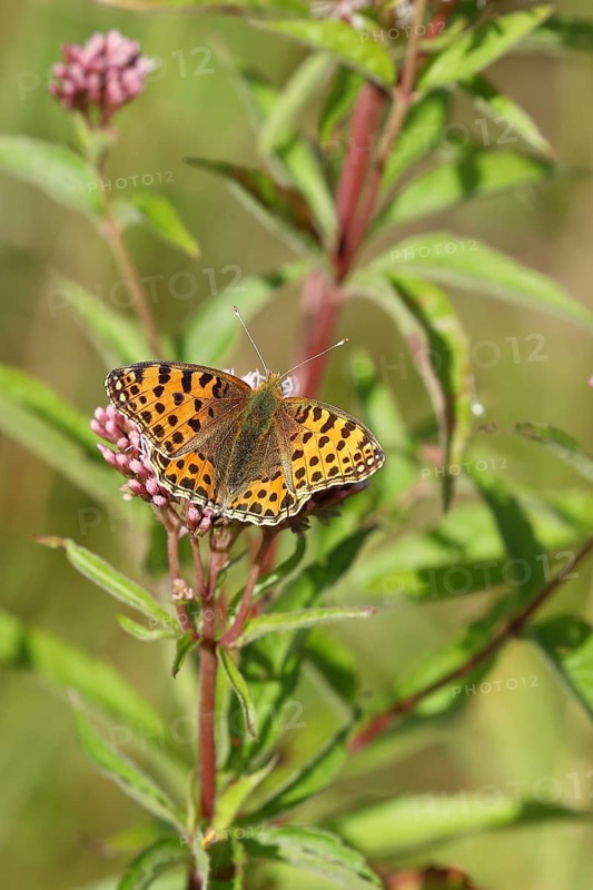 Queen of spain fritillary (Issoria lathonia), on common water aster (Asteraceae), Wilnsdorf, North Rhine-Westphalia, Germany, Europe