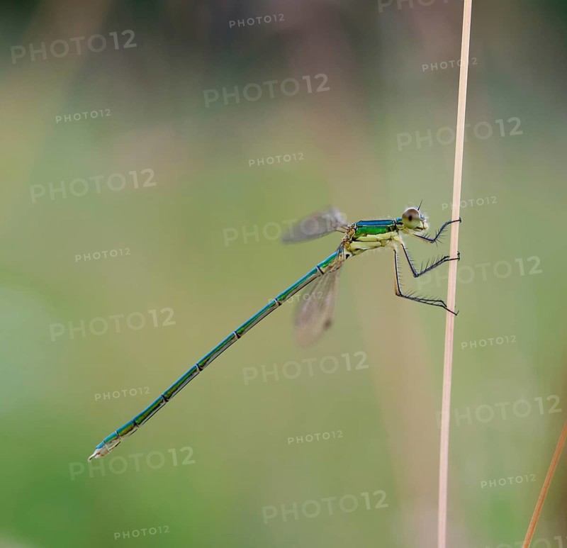 Small spreadwing (Lestes virens), young, uncoloured green male, sitting on a dry, thin blade of grass in front of a blurred background, macro photo, close-up, Lueneburg Heath, Lower Saxony, Germany, Europe