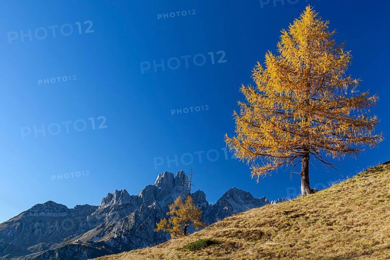 Autumn-coloured larch in front of mountain peaks in the sun, Bischofsmuetze in the background, Dachstein mountains, Austria, Europe