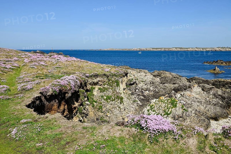 Blossoms on the fescue coast, Ouessant Island, Finistere, Brittany, France, Europe