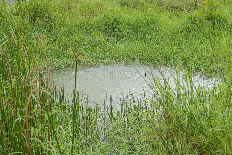 Retention pond with water plants in city park in Kuching, Malaysia, ecology, gardening, landscape design, lake, recycling, Asia