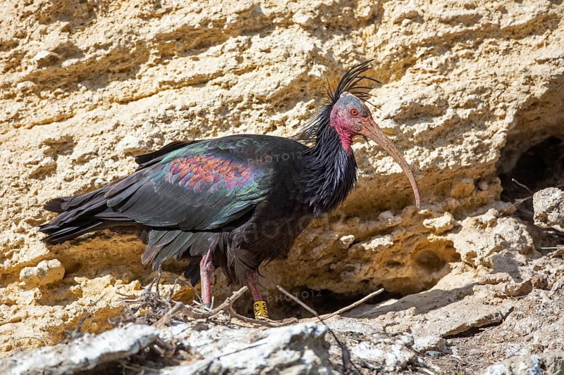 Northern Bald Ibis, Hermit Ibis, or Waldrapp