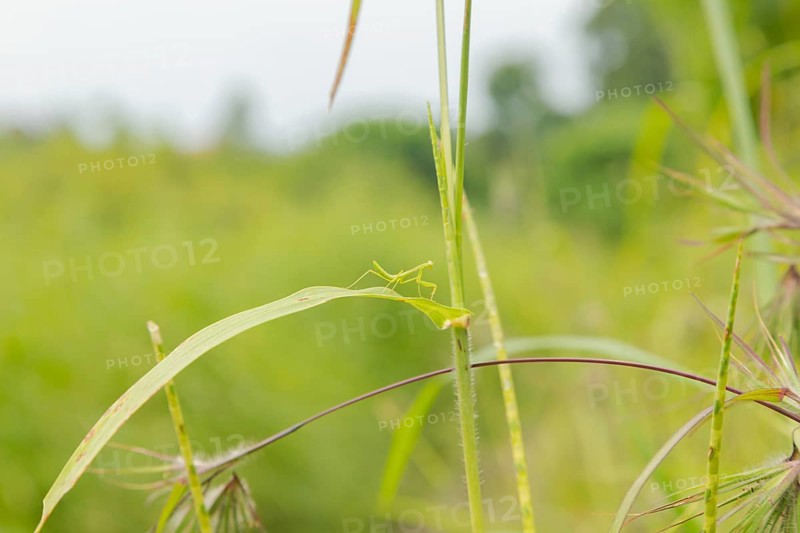 Small green praying mantis on grass, Bali, Indonesia, Travel, tropical, nature green background, Asia