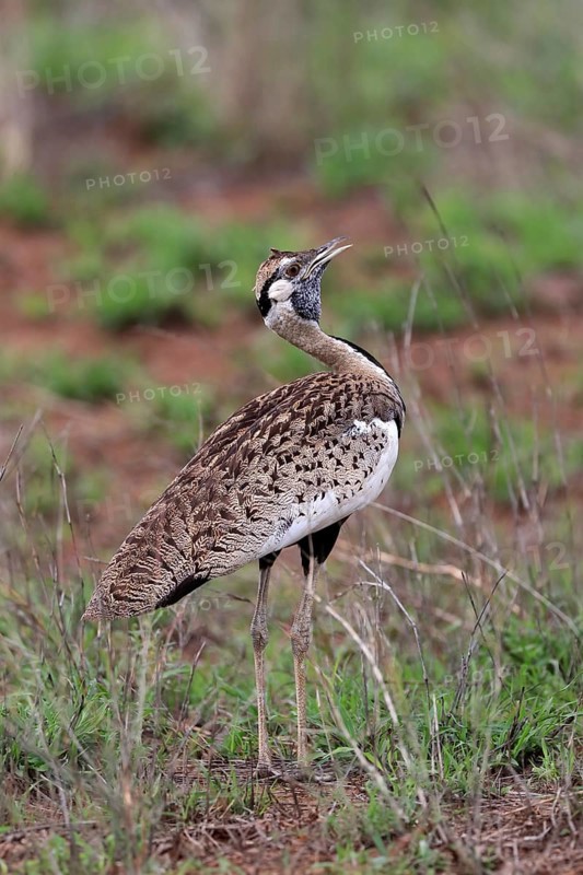Red-crested Bustard, (Lophotis ruficrista), adult, calling, Kruger National Park, Kruger National Park, South Africa, Africa