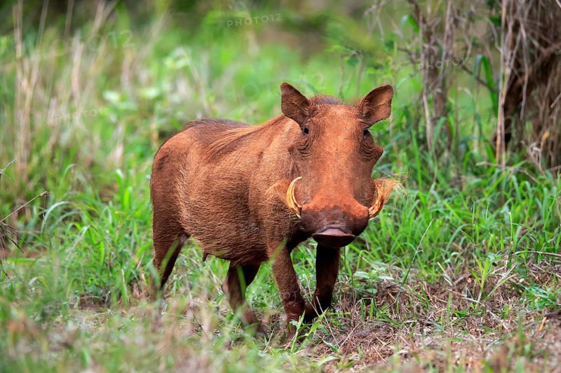 Warthog, (Phacochoerus aethiopicus), adult, foraging, alert, Kruger National Park, Kruger National Park, South Africa, Africa