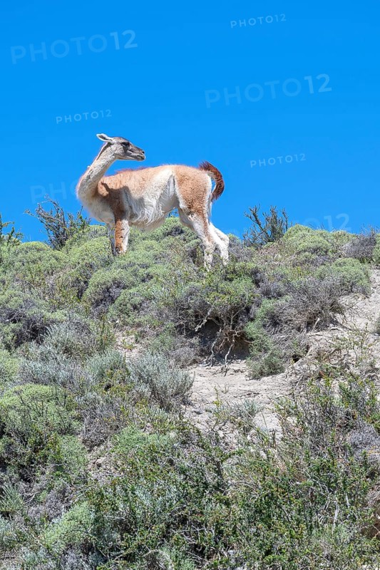 Guanaco (Llama guanicoe), Huanako, Torres del Paine National Park, Patagonia, End of the World, Chile, South America