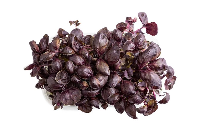Plastic box with microgreen sprouts of purple basil isolated on white background. Top view, flat lay, close up
