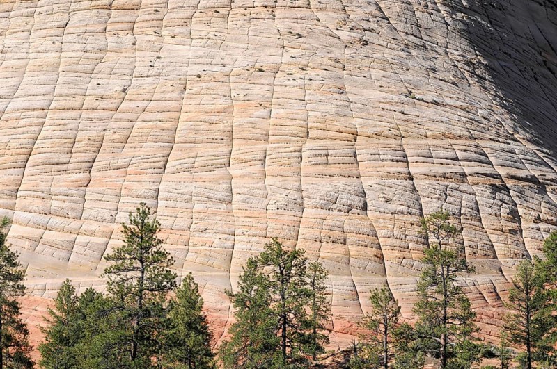 Checkerboard Mesa, sandstone, Zion National Park, Utah, USA, North America