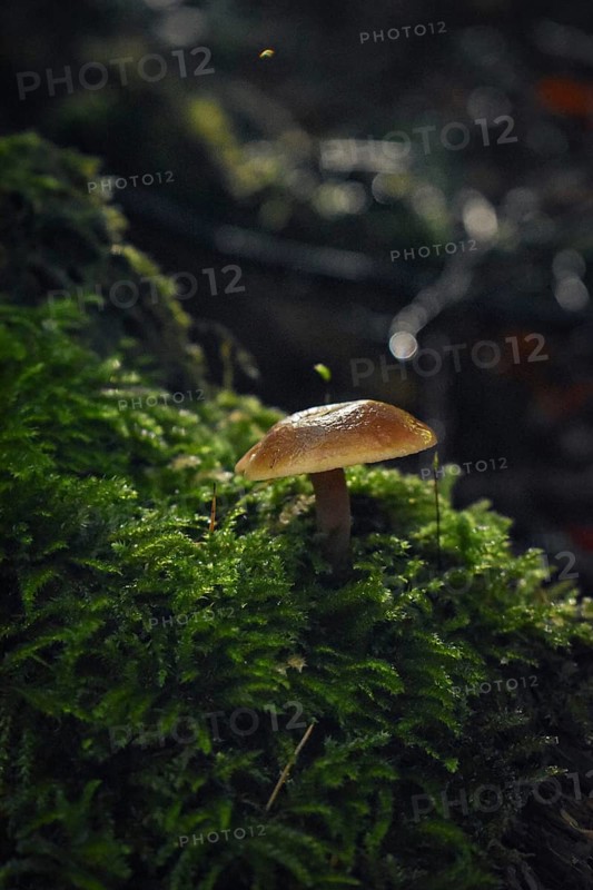 Mushroom in sunlight on mossy tree trunk, close-up, Neubeuern, Bavaria, Germany, Europe