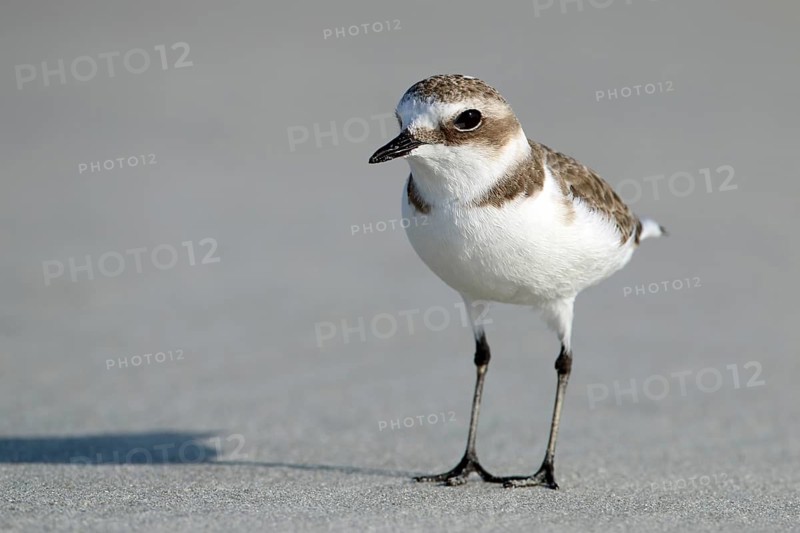 Mongolian plover, Oman, Asia
