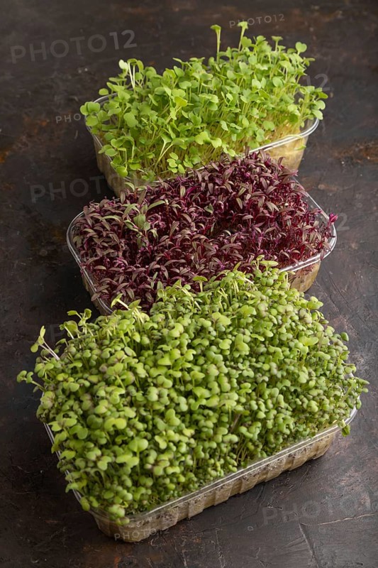 Set of boxes with microgreen sprouts of amaranth, rucola, mustard on black concrete background. Side view, close up