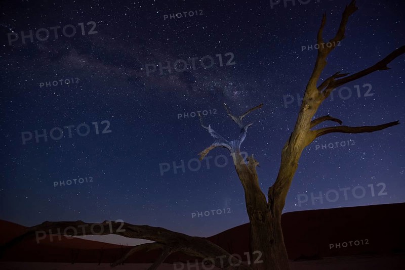 Camelthorn trees, also known as camelthorn tree (Acacia erioloba) at night with Milky Way and starry sky, Namib Naukluft National Park, Deadvlei, Dead Vlei, Sossusvlei, Namibia, Africa