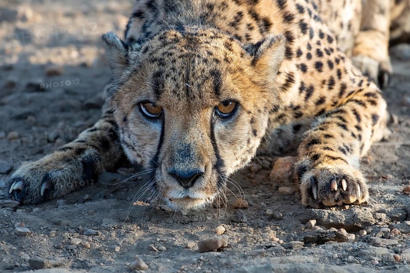 Cheetah (Acinonyx jubatus) in a threatening posture, Khomas region, Namibia, Africa