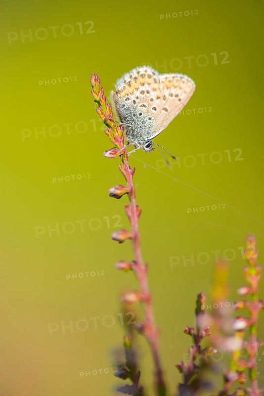 Silver-studded blue (Plebejus argus), close-up, nature photograph, Norway, Tinn, Vestfold, Europe