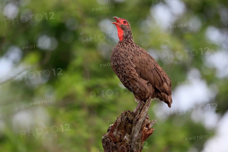 Swainson's spurfowl (Pternistis swainsonii), adult, on wait, calling, Kruger National Park, Kruger National Park, South Africa, Africa