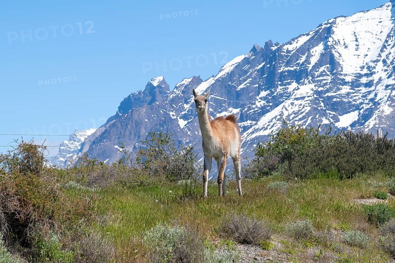 Guanaco (Llama guanicoe), Huanako, Torres del Paine National Park, Patagonia, End of the World, Chile, South America