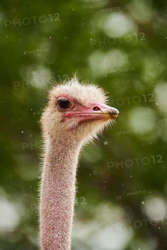 Common ostrich (Struthio camelus), portrait, captive, distribution Africa