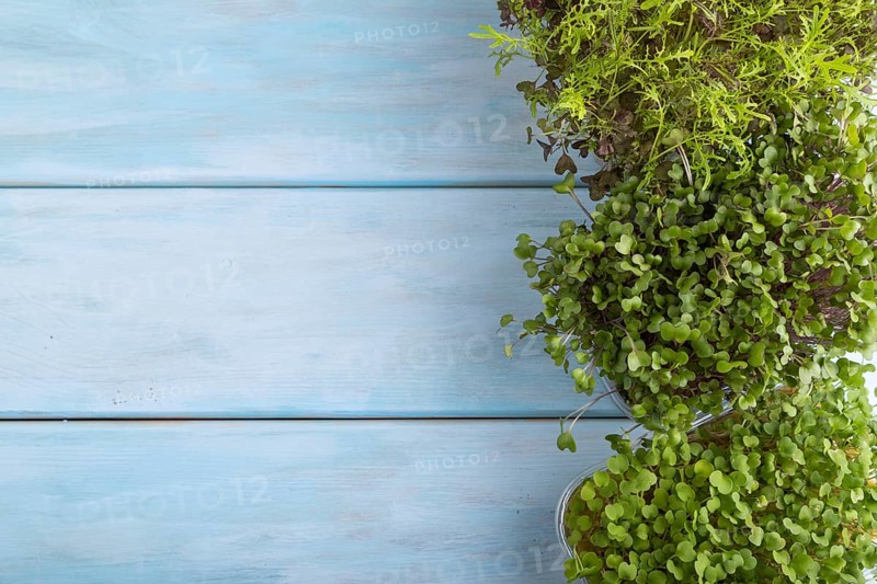 Set of boxes with microgreen sprouts of rucola, mizuna and kohlrabi cabbage on blue wooden background. Top view, flat lay, copy space