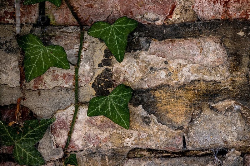 Brick masonry with common ivy (Hedera helix), Munich, Bavaria, Germany, Europe