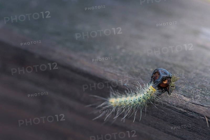 Greenish caterpillar with white hair looking for food on a wooden fence railing