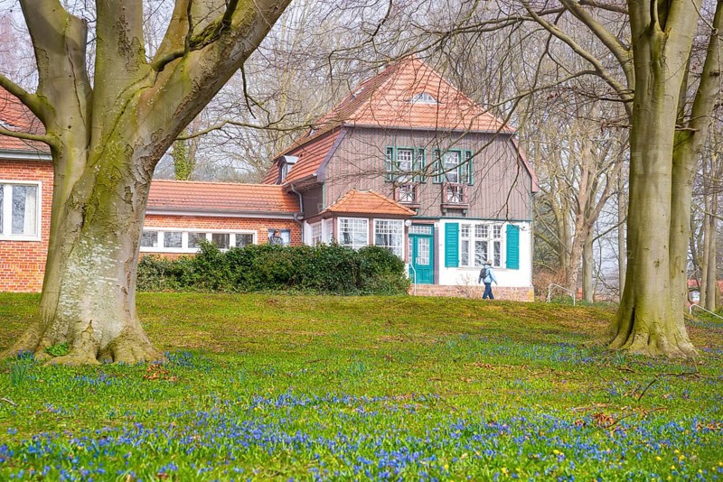 Haus Seedorn, Gerhart-Hauptmann-Haus, Gerhart-Hauptmann-Museum, traditional house surrounded by trees and a meadow with blue flower carpets, old copper beeches (Fagus sylvatica), many blooming squills (Scilla), also Szilla, early bloomers, flowers on a foggy day in spring, monastery, island Hiddensee, Mecklenburg-Vorpommern, Germany, Europe