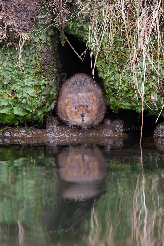 Water vole (Arvicola amphibius) adult animal emerging from a river bank, Derbyshire, England, United Kingdom, Europe