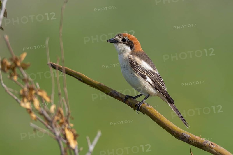 Red-headed Shrike