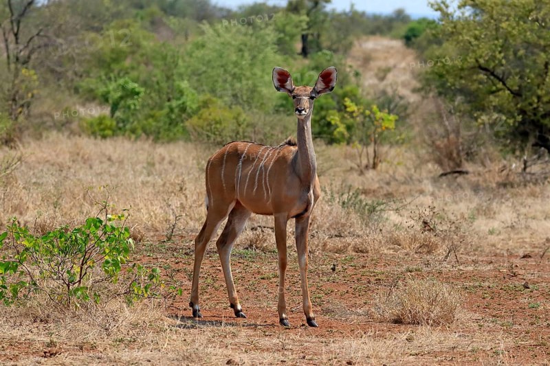 Greater Kudu, zambezi greater kudu (Strepsiceros zambesiensis), adult, female, foraging, Kruger National Park, Kruger National Park, South Africa, Africa