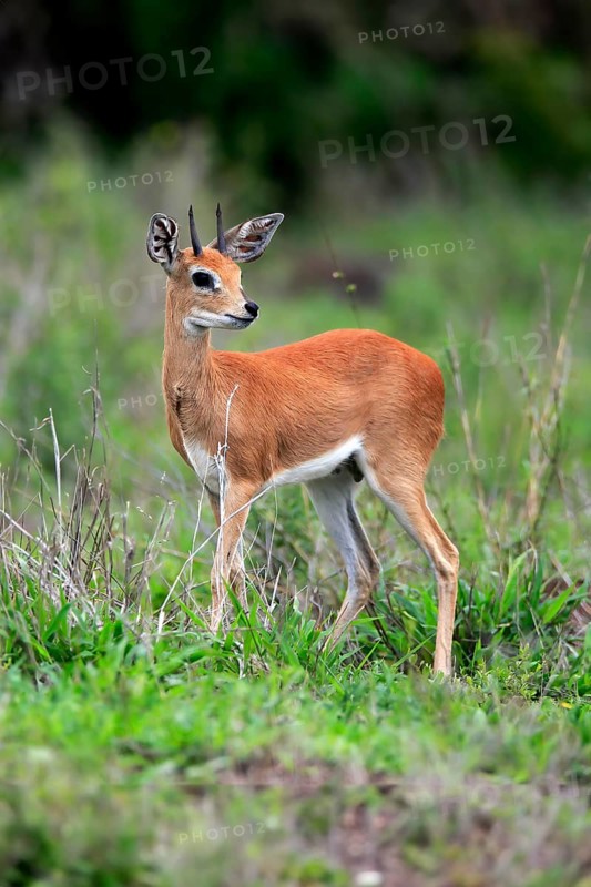 Steenbok (Raphicerus campestris), adult, male, foraging, vigilant, dwarf antelope, Kruger National Park, Kruger National Park, South Africa, Africa