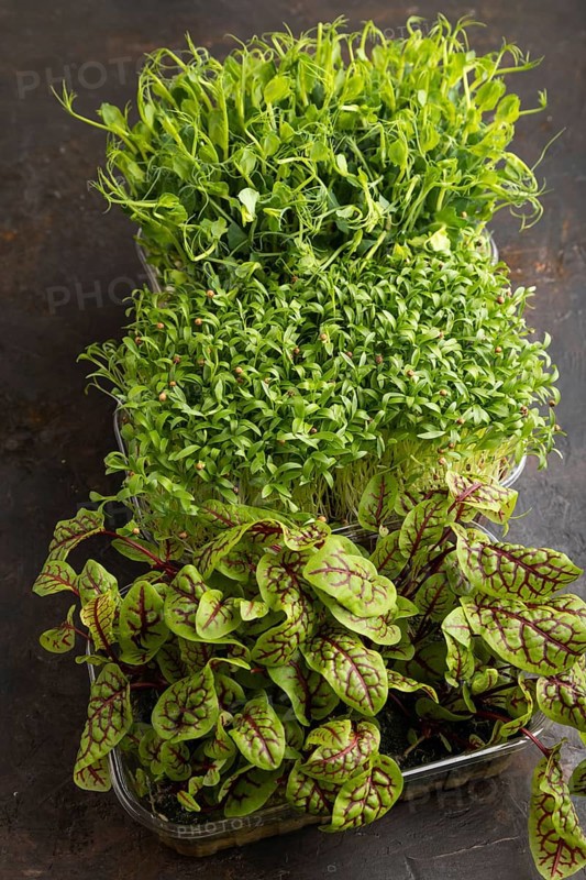 Set of boxes with microgreen sprouts of sorrel, pea, cilantro on black concrete background. Side view, close up
