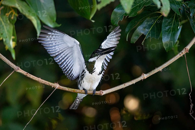Amazon kingfisher (Chloroceryle amazona) Pantanal Brazil