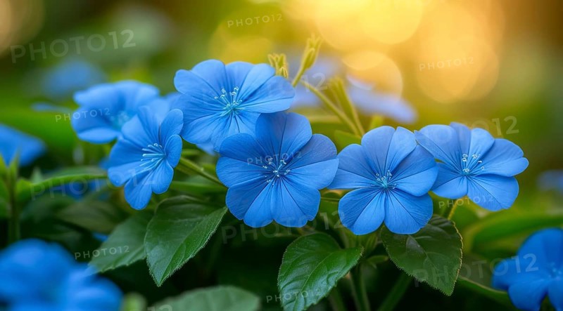 Intense Ceratostigma willmottianum Forest Blue flowers against green foliage with a gentle bokeh background, AI generated