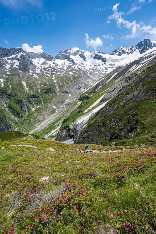 Mountaineer on hiking trail in picturesque mountain landscape with blooming alpine roses, in the background mountain peak Grosser Loeffler and Oestliche Floitenspitze with glacier Floitenkees, valley Floitengrund, Berliner Hoehenweg, Zillertal Alps, Tyrol, Austria, Europe