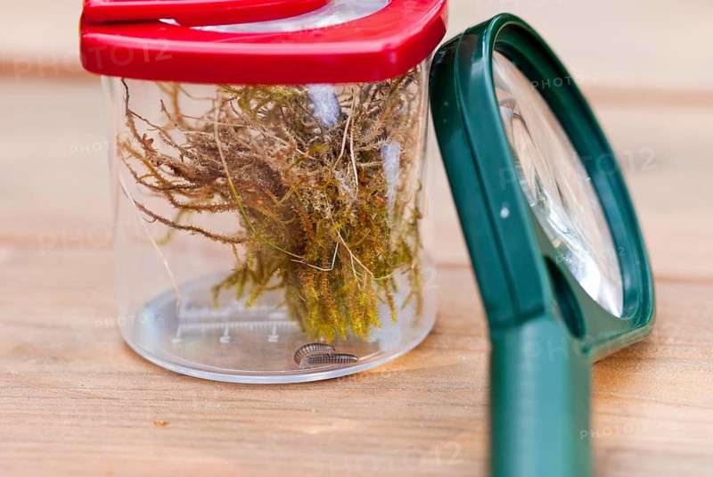 Millipede (Myriapoda) or centipede with moss in cup magnifying glass with red lid, green magnifying glass next to it, on wooden table, nature experience, observation of nature, macro shot, close-up, Lower Saxony, Germany, Europe