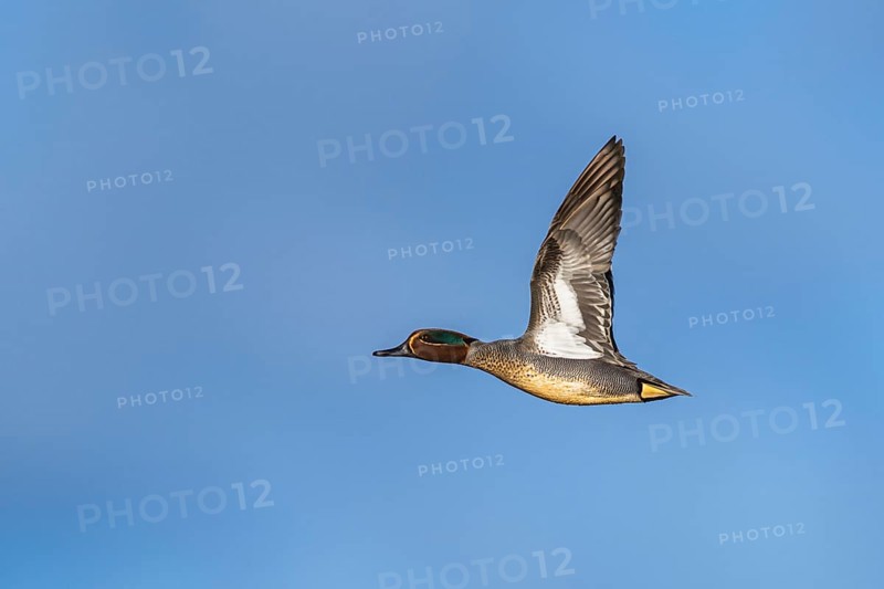 Eurasian Teal, Anas crecca, male in flight on blue sky
