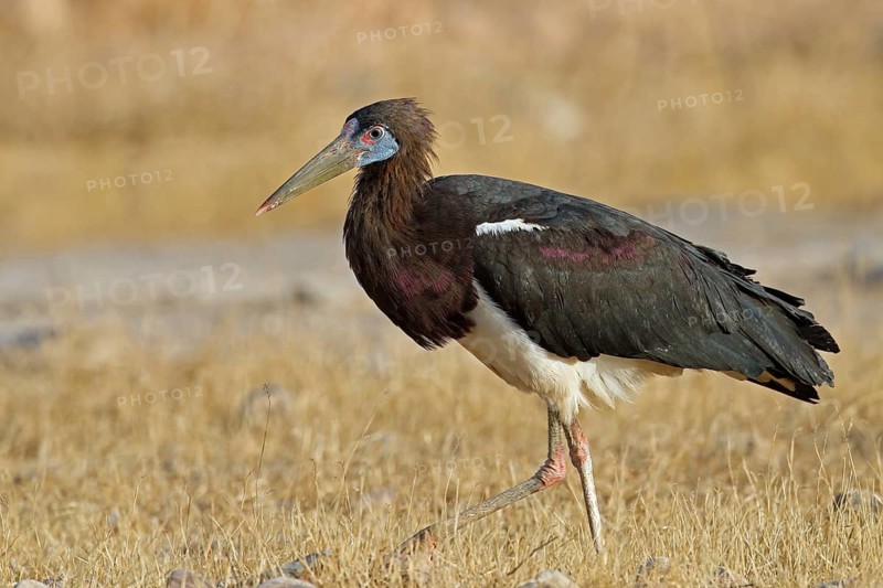 Abdim's Storch, Oman, Asia
