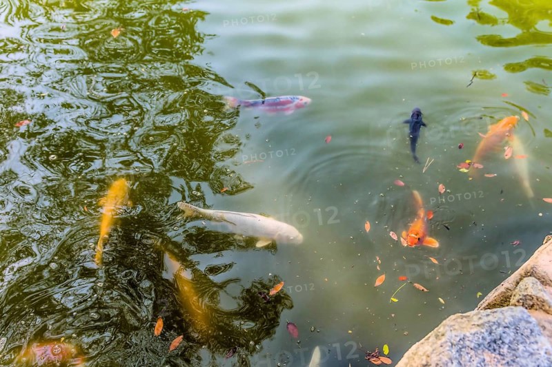 Group of Koi swimming in greenish colored water in Hiroshima, Japan, Asia