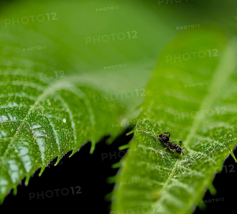 Closeup of tiny black ant on a green leaf with blurred background taken at night