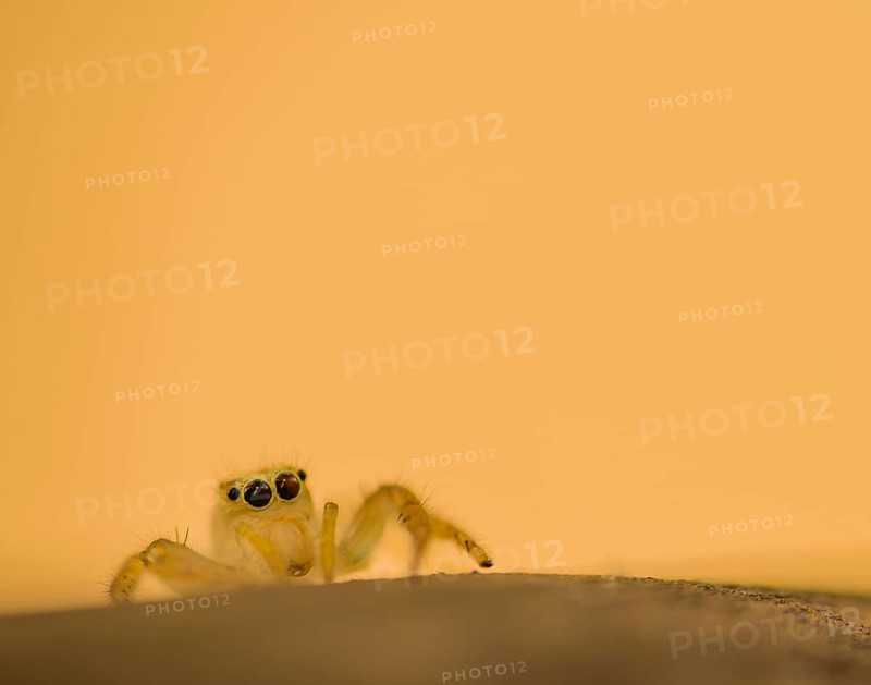Closeup of jumping spider with translucent body on corner of wooden post looking at camera