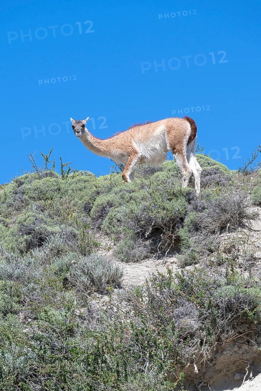 Guanaco (Llama guanicoe), Huanako, Torres del Paine National Park, Patagonia, End of the World, Chile, South America
