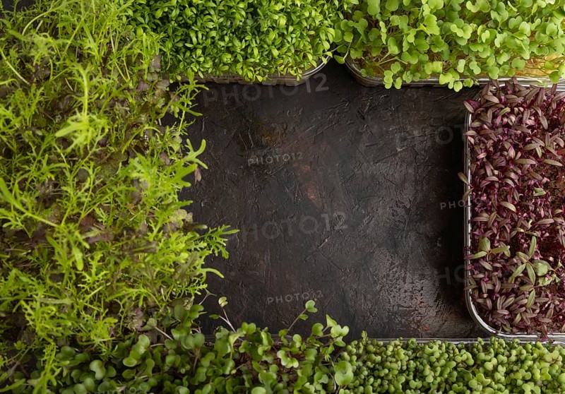 Set of boxes with microgreen sprouts of amaranth, rucola, watercress, mustard, mizuna and kohlrabi cabbage on black concrete background. Top view, flat lay, frame, copy space