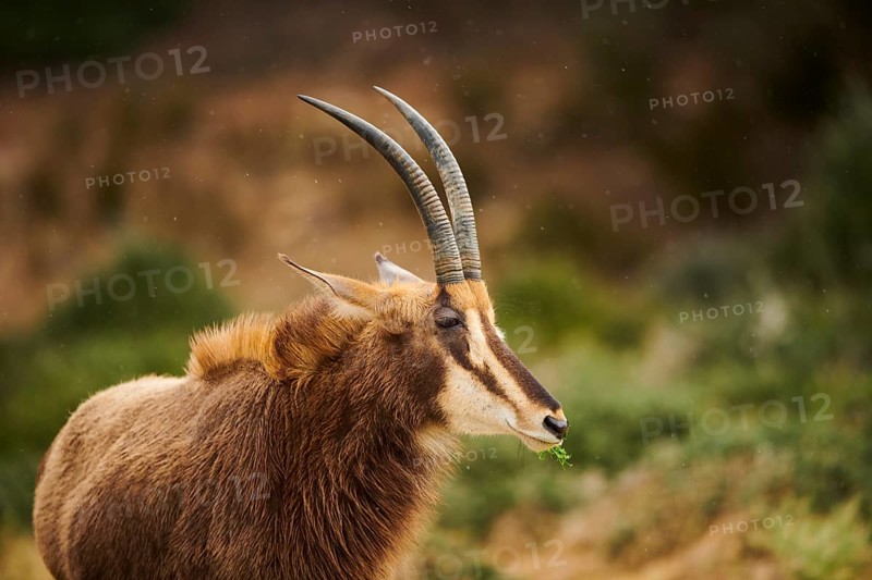 Sable antelope (Hippotragus niger), portrait, in the dessert, captive, distribution Africa