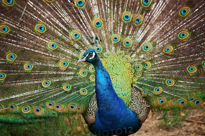 Indian peafowl (Pavo cristatus) doing a cartwheel, spreading its feathers, eyes, France, Europe