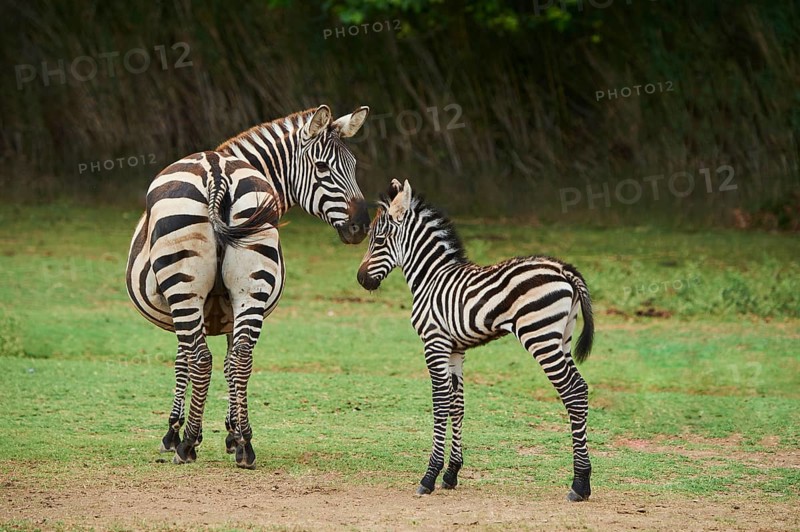 Plains zebra (Equus quagga) mother with foal in the dessert, captive, distribution Africa