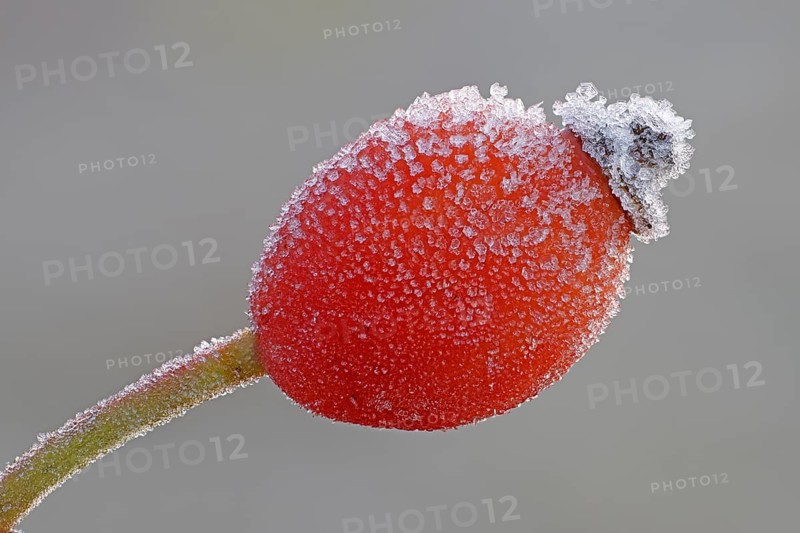 Rosehip with ice crystals