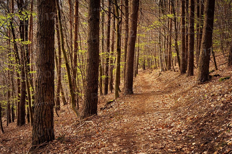 Forest landscape, a forest path in spring. The forest is still almost bare, the first trees are turning green. Neckargemuend, Rhine-Neckar district, Kleiner Odenwald, Baden-Wuerttemberg, Germany, Europe