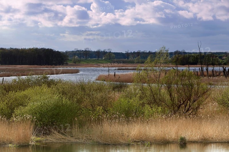 Wetland biotope in the Peene valley, waterlogged meadows, rare habitat for endangered plants and animals, view of the Randow loop of the Peene from the village of Pensin, cut through a meander of the Peene, rewetting of agricultural land, Peene Valley River Landscape nature park Park, Mecklenburg-Western Pomerania, Germany, Europe